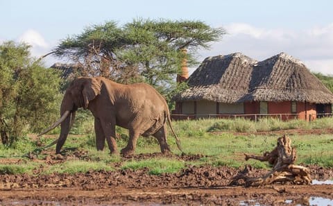 10-Day Kenya Safari with City Tours and Wildlife Adventures