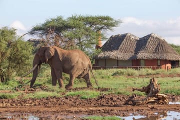 10-Day Kenya Safari with City Tours and Wildlife Adventures
