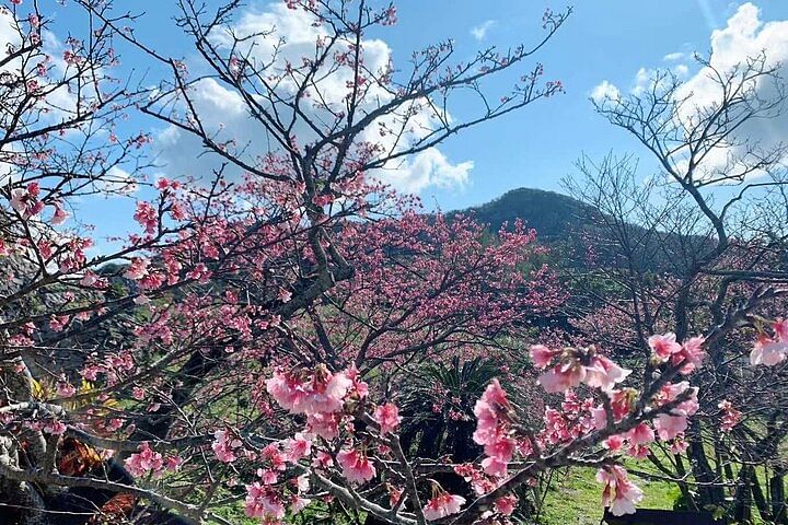 American Village &Okinawa Churaumi Aquarium Tour from Naha/Chatan