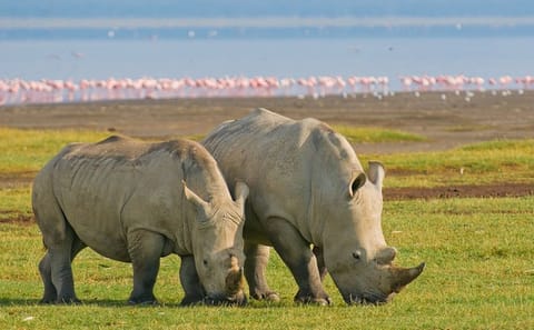 8 Days, 7 Nights Safari – Lake Nakuru, Maasai Mara, Naivasha and Amboseli Park