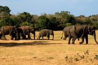 Polonnaruwa Ancient City and Habarana Day Tour from Sigiriya 3