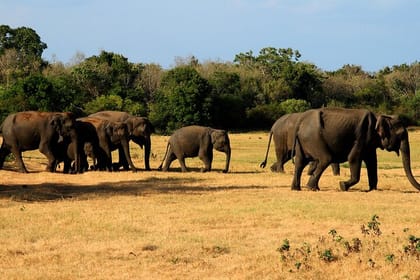 Polonnaruwa Ancient City And Habarana Day Tour From Sigiriya