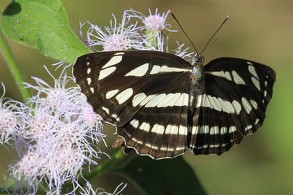 Koshi Tappu Aqua Birds Watching Camp – 4 Days beyond the experience