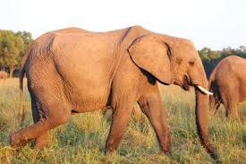 12 Days Kenya & Tanzania Combo Big Five Safari 6