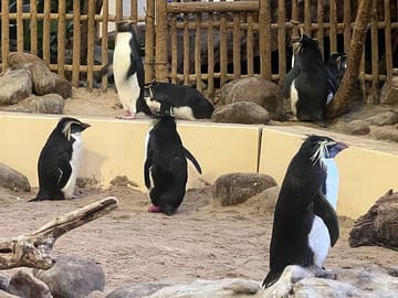 Robben Island and Two Oceans Aquarium Tour in Cape Town