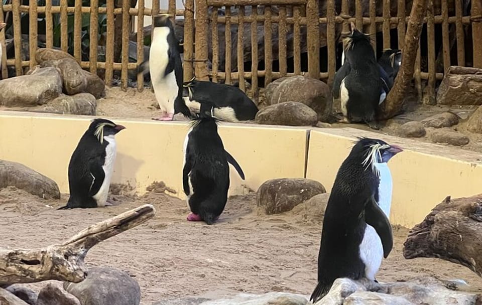 Robben Island and Two Oceans Aquarium Tour in Cape Town