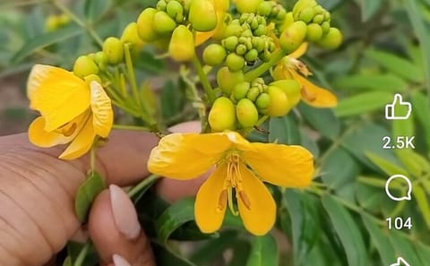 Private Herbal Tour and Dinner at Rick's Cafe in Jamaica