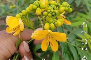 Private Herbal Tour and Dinner at Rick's Cafe in Jamaica