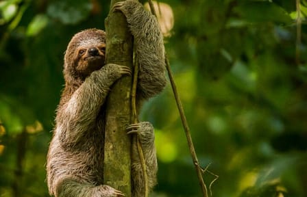 Manuel Antonio National Park from San José
