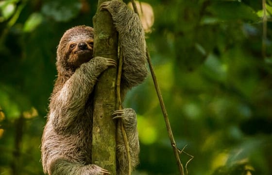 Manuel Antonio National Park from San José