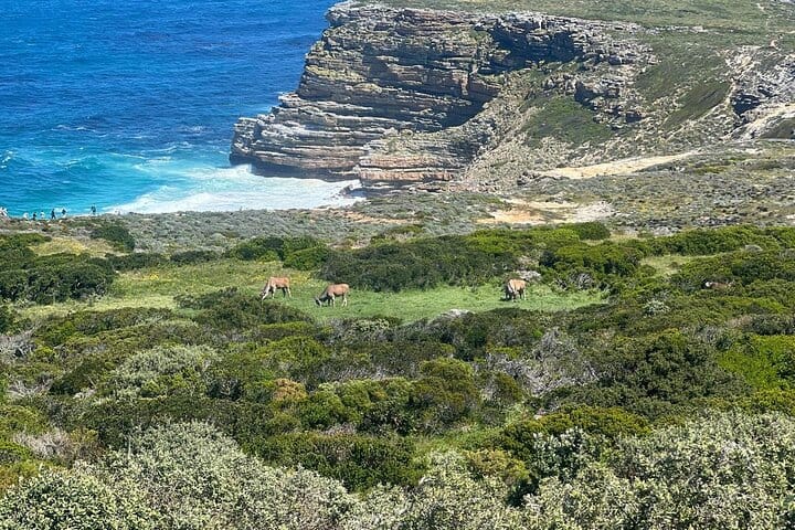Full-Day Cape of Good Hope and Table Mountain with Penguins Tour