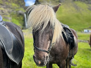 Írafoss Waterfall Tour, photo 17