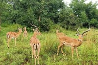 1-Day Akagera National Park 4