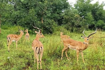 One-Day Wildlife Tour in Akagera National Park, Rwanda