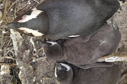 Table Mountain, cape peninsula& Penguins Colony Small Group Tour