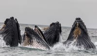 Whale Route 6