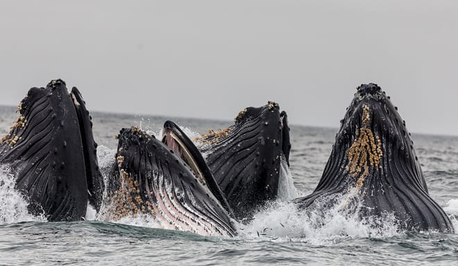 Whale Route 6