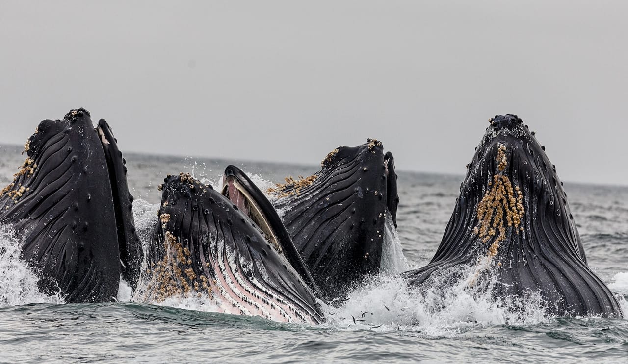 Whale Route 6