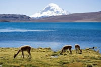 4-Days Unique Experience at the Chilean High Plateau 9