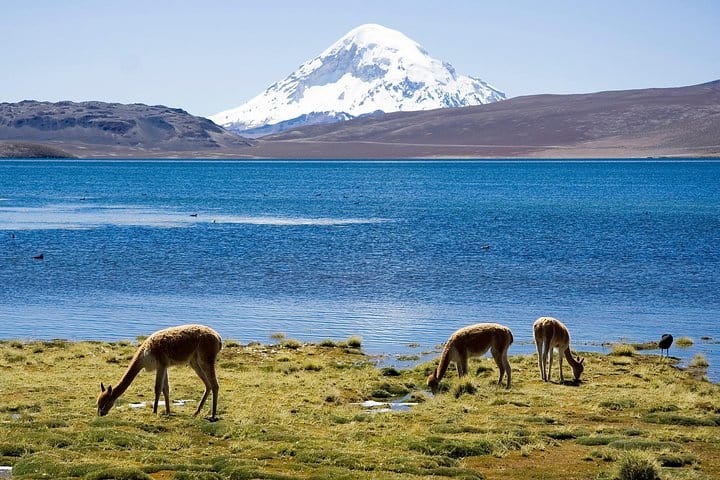 4-Days Unique Experience at the Chilean High Plateau 9