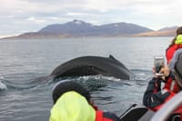 Express Whale Watching 2