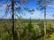 Magic of the Forest and Log Sauna, 4 hours (Private Tour) 2