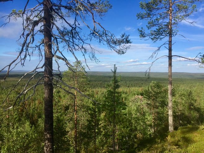 Magic of the Forest and Log Sauna, 4 hours (Private Tour) 2