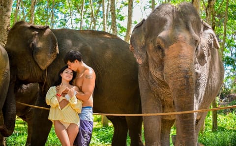 Walking Tour with Elephants at Lily Elephant Camp in Phuket