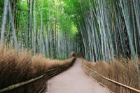 Tokyo, Mt. Fuji, Kyoto and Nara 6 Days Private Tour 7