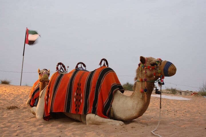 Morning Desert Safari with Camel Ride in Dubai