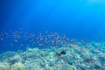 Private Diving Tour at Blue Hole and Camping in Dahab