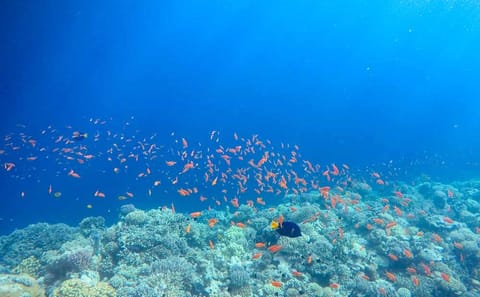 Private Diving Tour at Blue Hole and Camping in Dahab