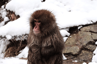 Nagano Snow Monkeys: Half Day Private Tour & Photo Gift 8