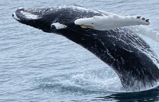 Whale Watching tour from Reykjavik