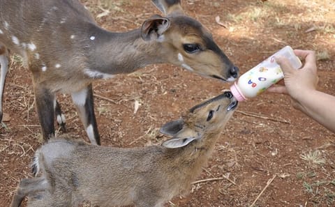 Safari Walk and Cultural Experience at Nairobi's Bomas of Kenya