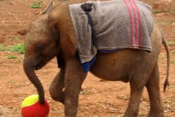 Nairobi Day Tour to Giraffe Center and Elephant Orphanage