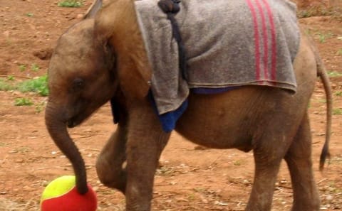 Nairobi Day Tour to Giraffe Center and Elephant Orphanage