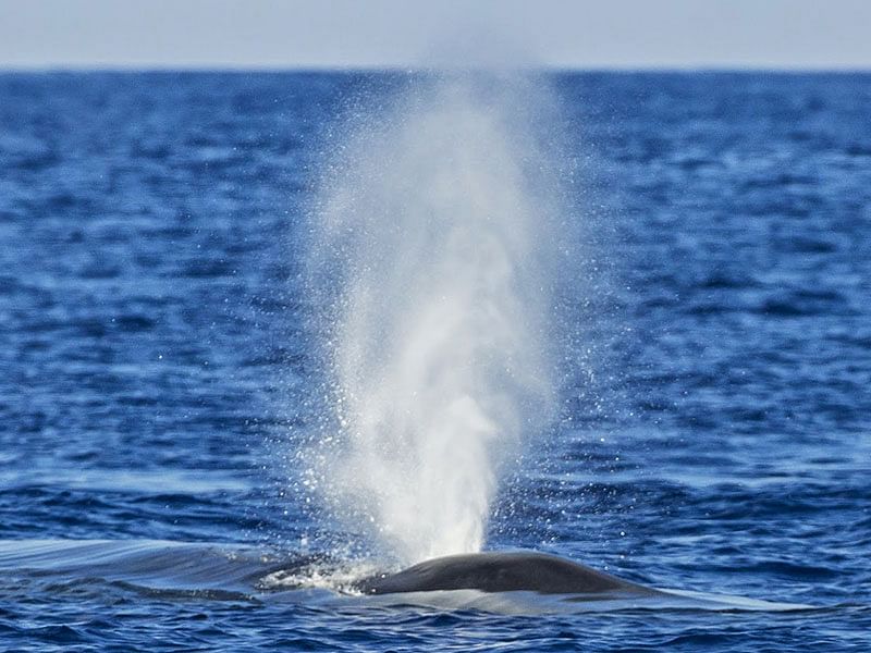 Whale Watching Adventure in Mirissa with Scenic Beach Lunch