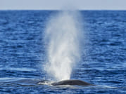 Mirissa Whale Watching Tour 1