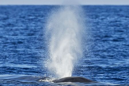 Whale Watching Adventure in Mirissa with Scenic Beach Lunch