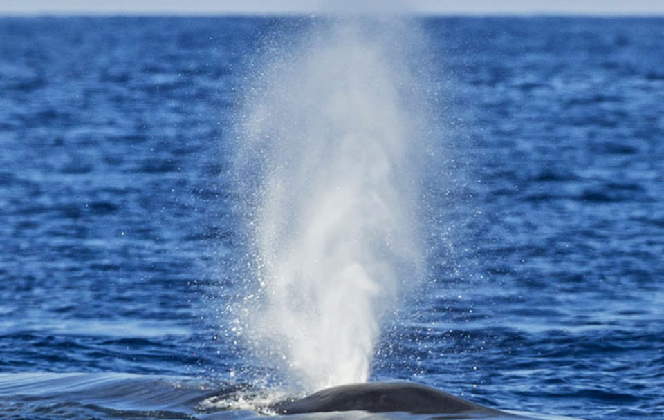 Whale Watching Adventure from Colombo to Mirissa, Sri Lanka