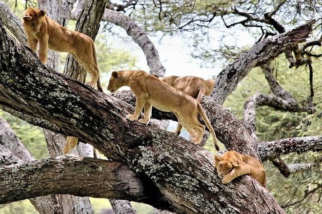 Lake manyara national park