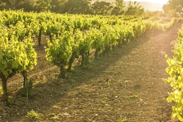 Private Full-Day Surf & Wine Tour at Casa del Bosque