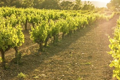 Private Full-Day Surf & Wine Tour at Casa del Bosque