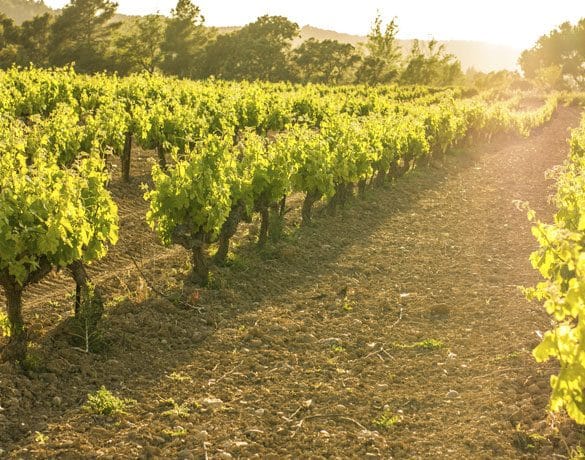 Private Full-Day Surf & Wine Tour at Casa del Bosque 3