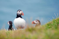 Full Day Private Vestmannaeyjar Tour From Reykjavik 1