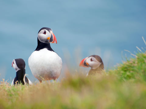 Full Day Private Vestmannaeyjar Tour From Reykjavik