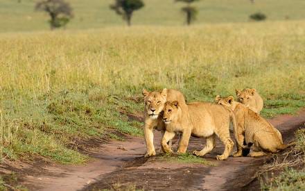 Lion Pride