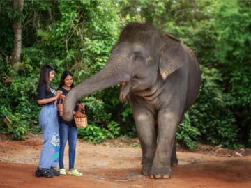 Elephant Feeding Experience at Jungle Sanctuary in Kathu