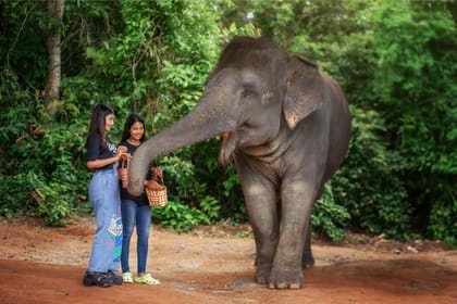 Elephant Feeding Experience at Jungle Sanctuary in Kathu